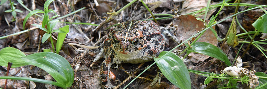 Rare image d’un crapaud de l’Ouest, une espèce en péril.