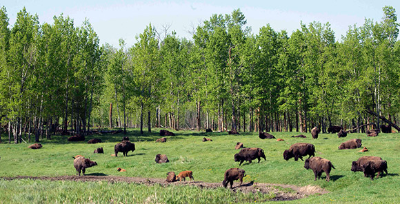 A herd of plains bison, including small calves, grazes in the open meadow between an aspen forest and a marsh. 