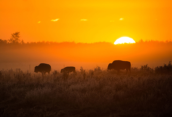 A small group of plains bison are silhouetted by the setting sun as they walk through a grassy meadow. 