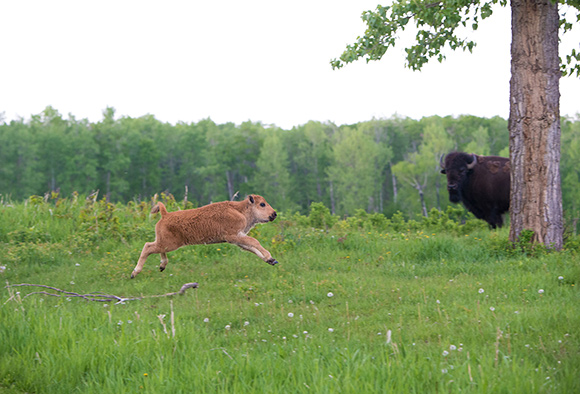 A little red plains bison calf playfully leaps into the air in front of an on looking cow.