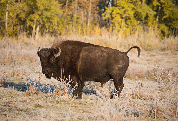 A bull plains bison stands in the grass and raises its tale as a sign or warning. 