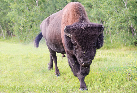 A close up of a bull plains bison drooling and pawing at the ground. 