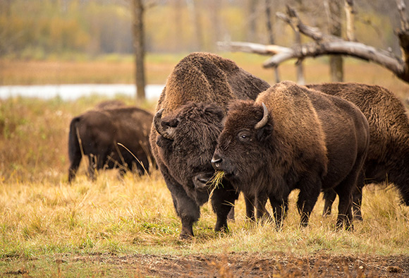 A bull and cow plains bison eat grass together while standing in a grassy field. 
