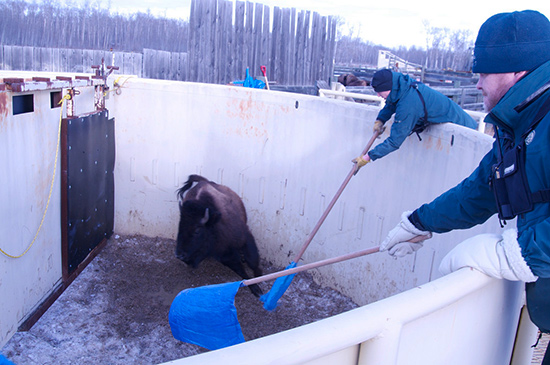 Bison in a high walled enclosure with two staff waving blue flags on long poles near bison.
