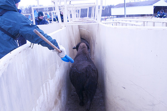 A bison in running down a narrow metal passageway with a person on the left holding a blue flag.