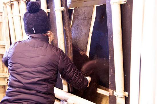 A person reaches through a gate on a cattle squeeze and into the anus of a bison.