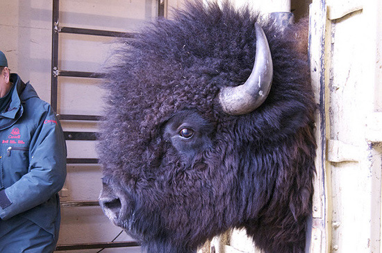 Large head of bull bison protruding from cattle squeeze.