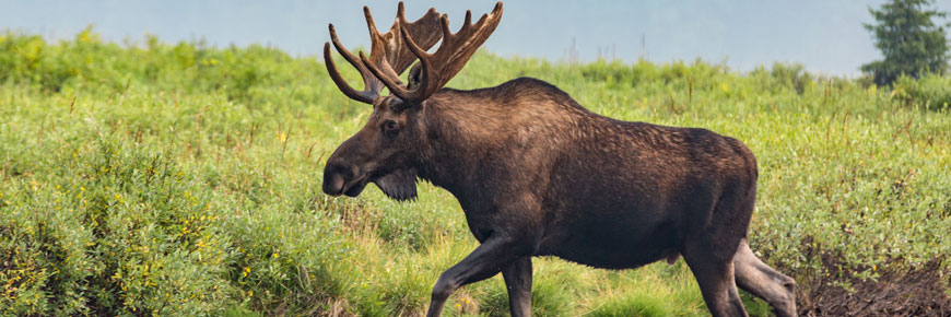 Wildlife photography