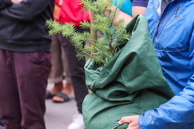 Hands holding a bag with a tree