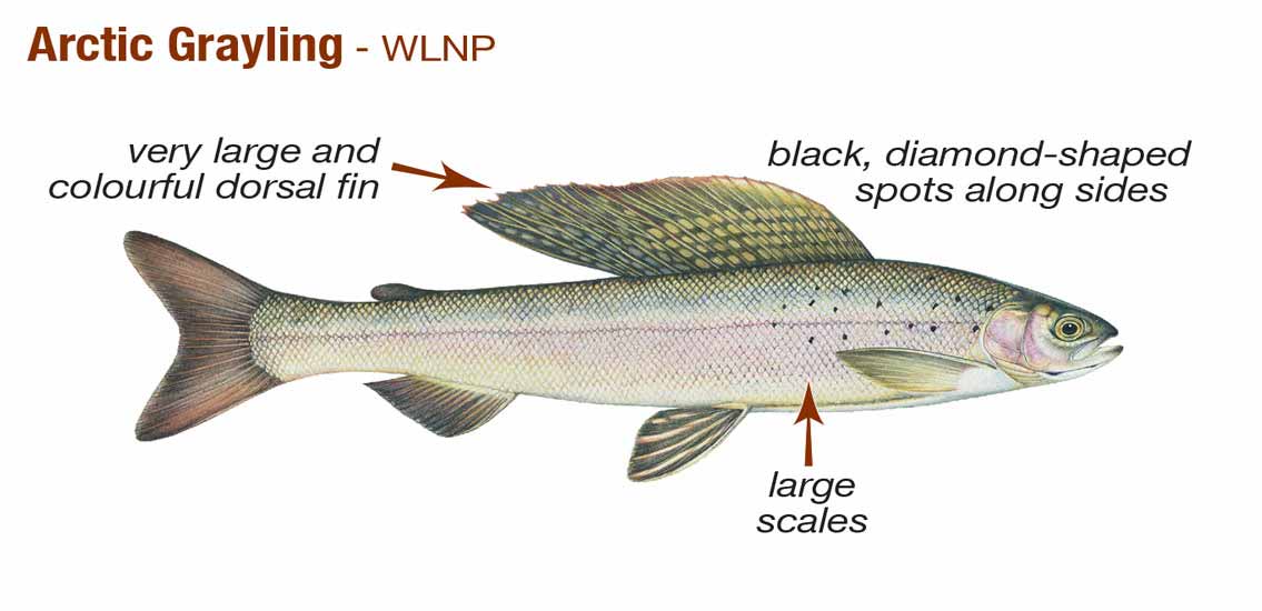 How To Identify Your Catch Banff National Park How To Identify Your Catch Banff National Park