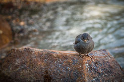 Bird migration