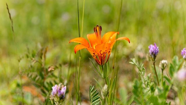 Wildflower