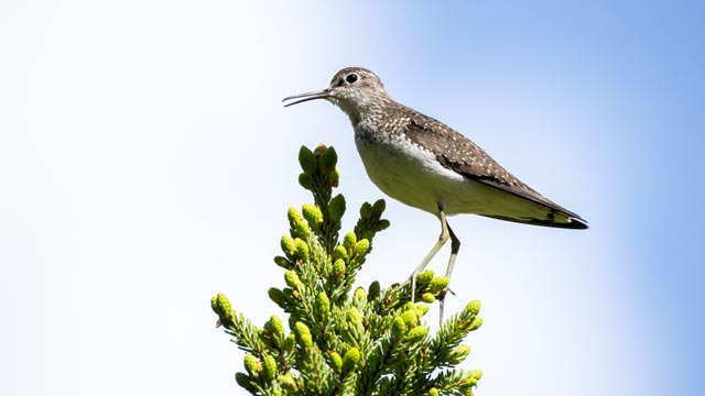 Bird migration