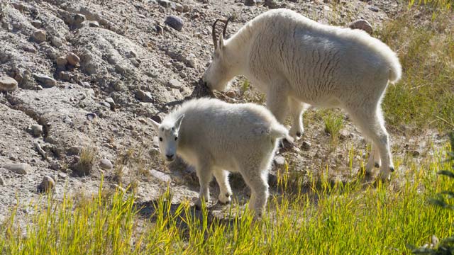 Mountain goats