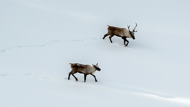 tourism jasper canada