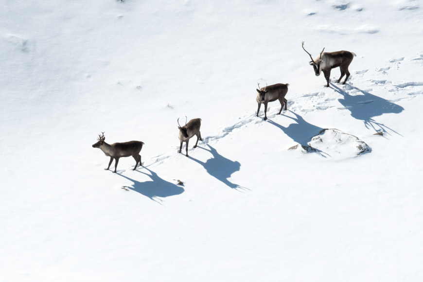 Caribou in the park, photo Parks Canada