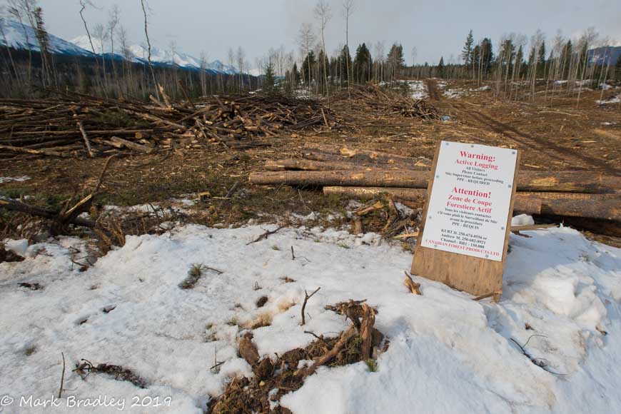 Firebreak clearing on Pyramid Bench, photo Parks Canada M. Bradley