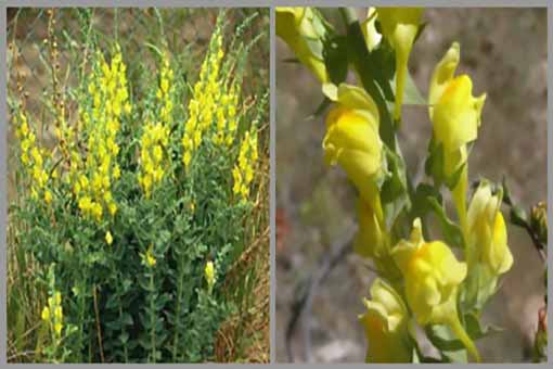 Dalmatian toadflax