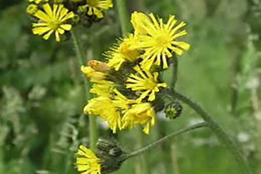 Yellow hawkweed