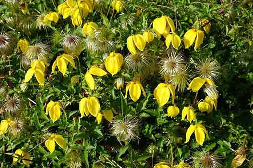 Yellow clematis