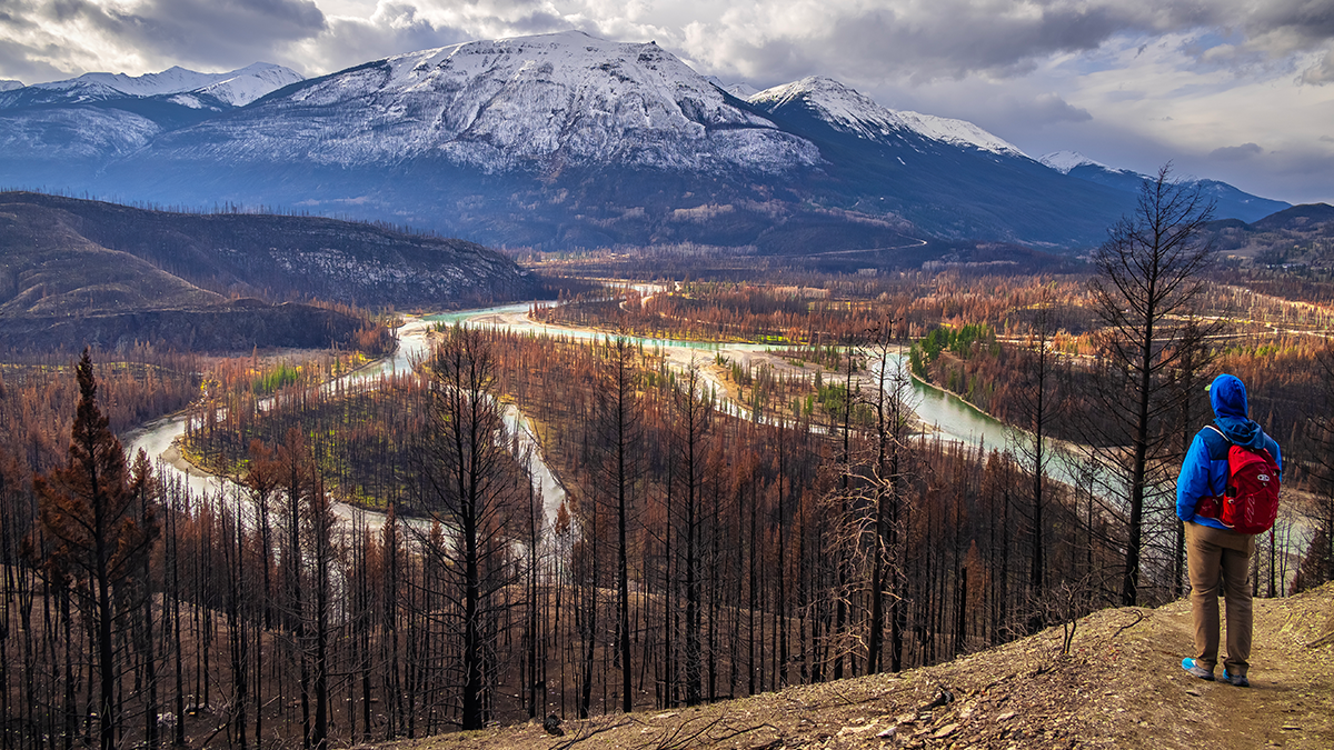Hiker with a blue jacket and red backpack overlooking the Athabasca river and burnt trees, with a large snow-topped mountain in the background.