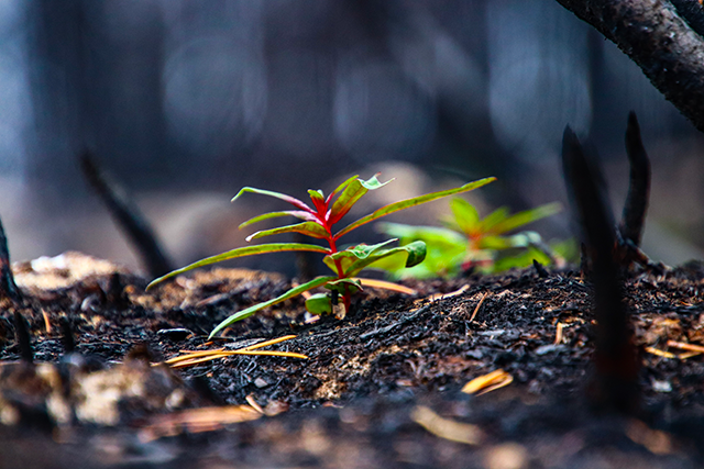 Close-up of a new growth emerging from black soil.