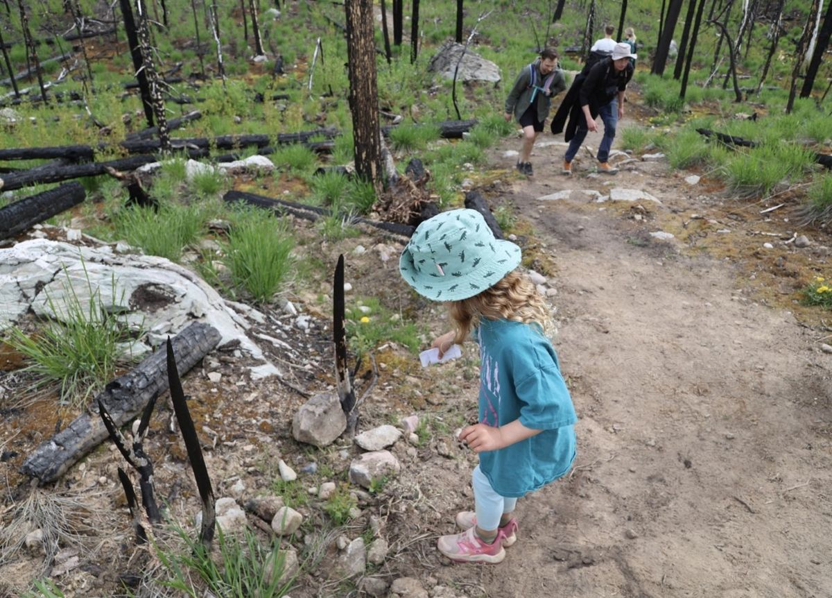 Une enfant disperse des graines d'herbes indigènes le long du sentier lors de l'événement d'ouverture.