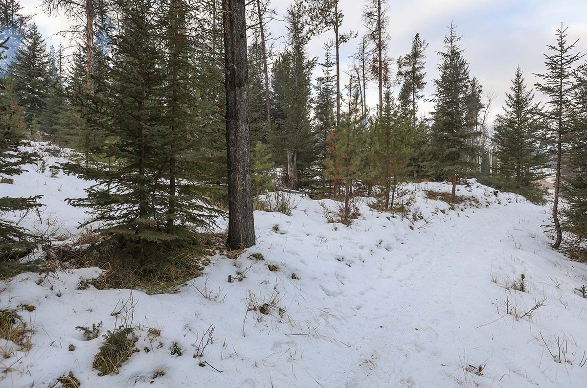 Before wildfire risk reduction work in Jasper National Park. Photo by Parks Canada / Luuk Wijk.