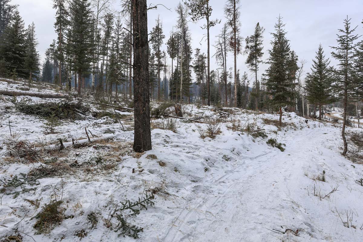 After wildfire risk reduction work in Jasper National Park. Photo by Parks Canada / Luuk Wijk.
