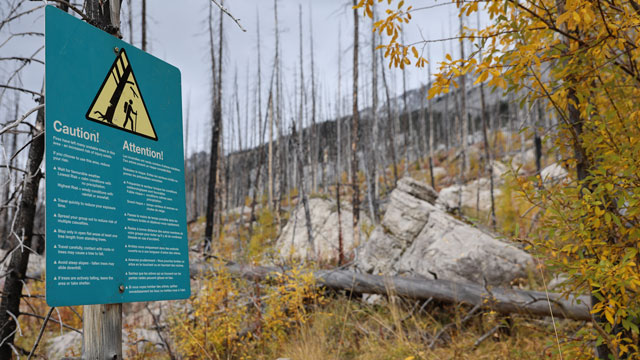 Person in burned forest