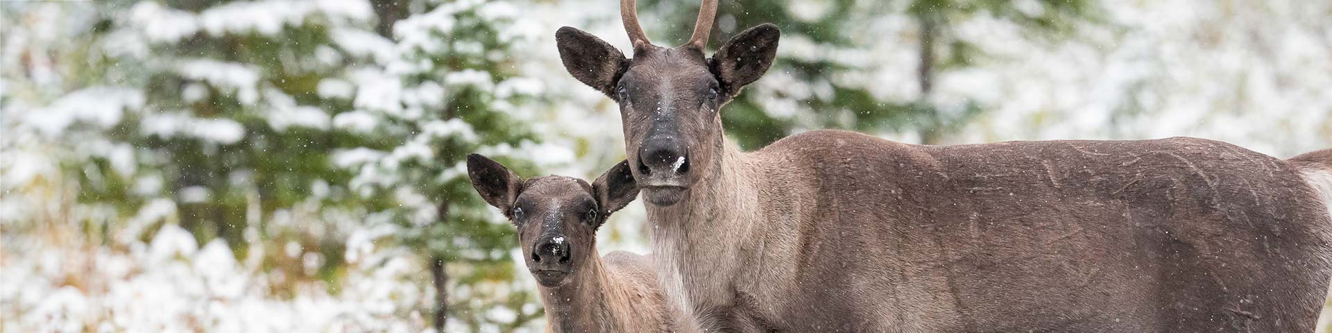 aribou cow and calf
