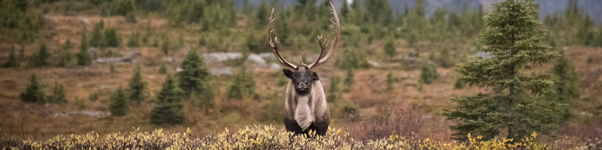 Caribou habitat in Jasper National Park 