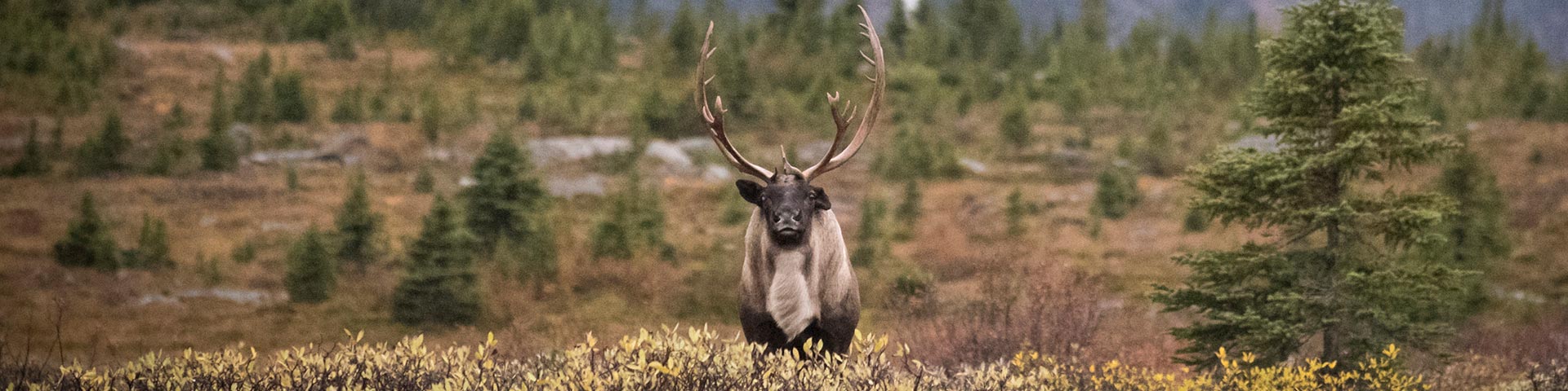 Caribou habitat in Jasper National Park