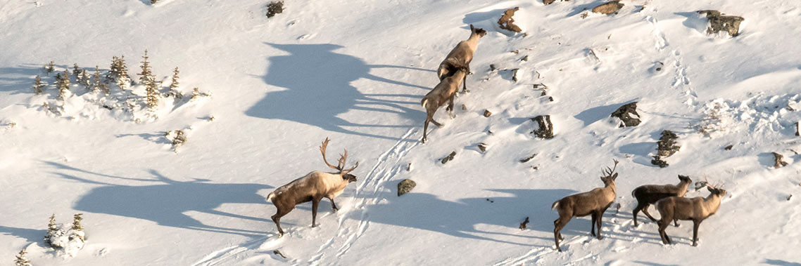 Caribou standing in the snow