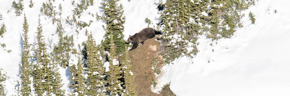 Un ours grizzli adulte sort de sa tanière hivernale dans la vallée de la Maligne.