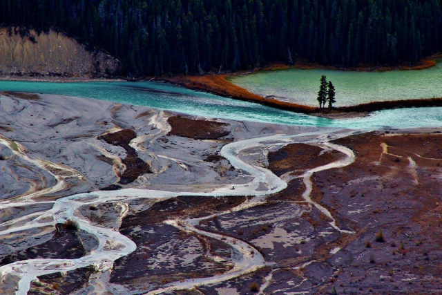 A landscape view of braided rivers filled with sediment, with a larger river visible in the background, two pine trees, and a lake further down.