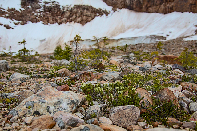A close-up view of the ground, showcasing multiple plants growing amidst rocky terrain.
