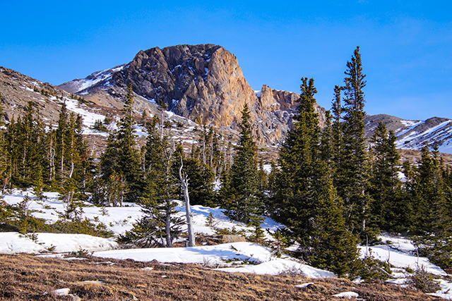A sunny landscape featuring multiple pine trees, with longer branches and leaves on one side than the other. Some snow remains on the ground.