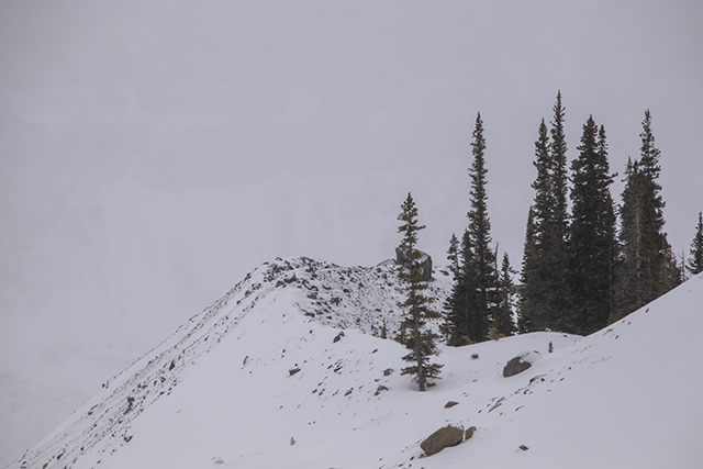 View of a snowy slope with a narrow rocky ridge (moraine) and a few pine trees to the right.