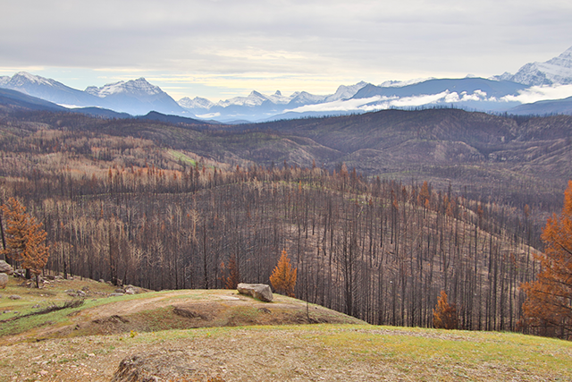 A gravelly and hilly landscape with a blackened, burned forest and snowy Rocky Mountains visible in the background.