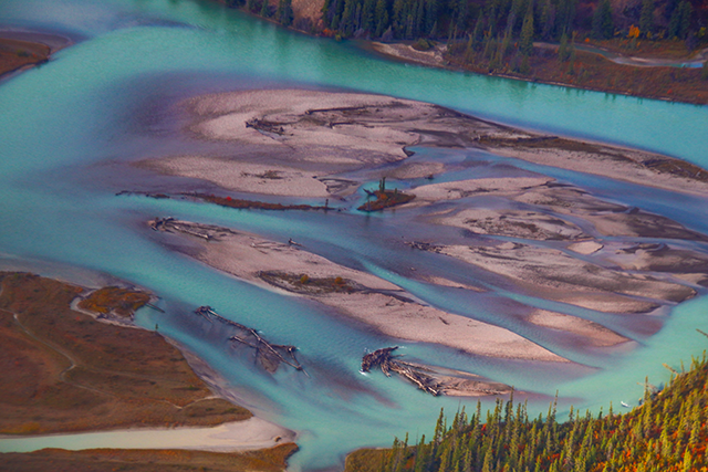 A view from above of a braided river with light blue water, with a pine tree forest visible at the very edge of the image.