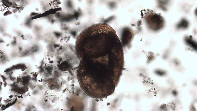 A microscope image of a large pollen grain and other material moving through the frame.