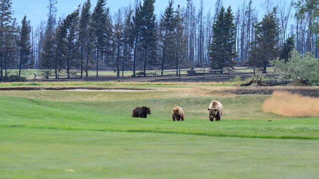 Grizzly bear 222 and her cubs. July 26, 2024