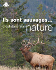 Ils sont sauvages…c'est dans leur nature