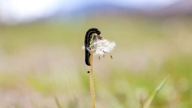 Black army cutworm