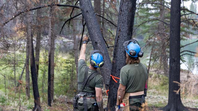 Trail Crew removing hazard trees