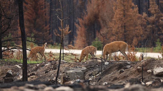 Deer grazing