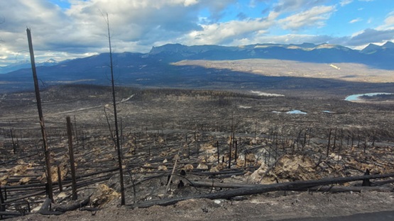 Grande forêt endommagée par le feu avec des arbres brûlés et des débris.