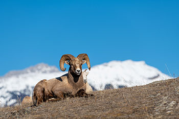 Ram lying on brown grass, with snowy mountain peaks in the background.
