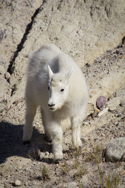 Baby mountain goat at Goat Lick